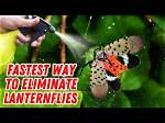 Should You Kill Lantern Bugs?