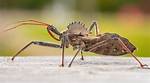 Should You Kill Wheel Bugs