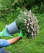 Should You Repot Mums?