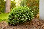 Shrub