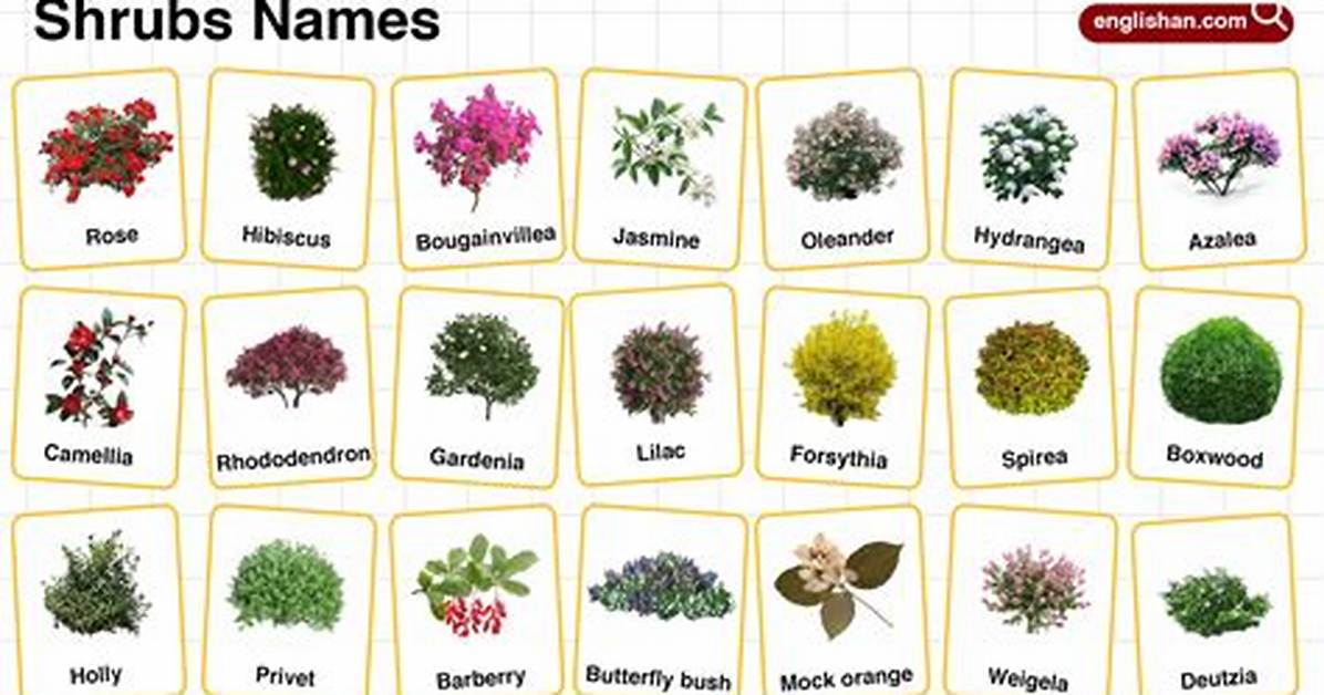 Shrubs Examples