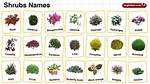Shrubs Examples