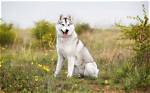 Siberian Husky for Example