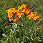 Siberian Wallflower