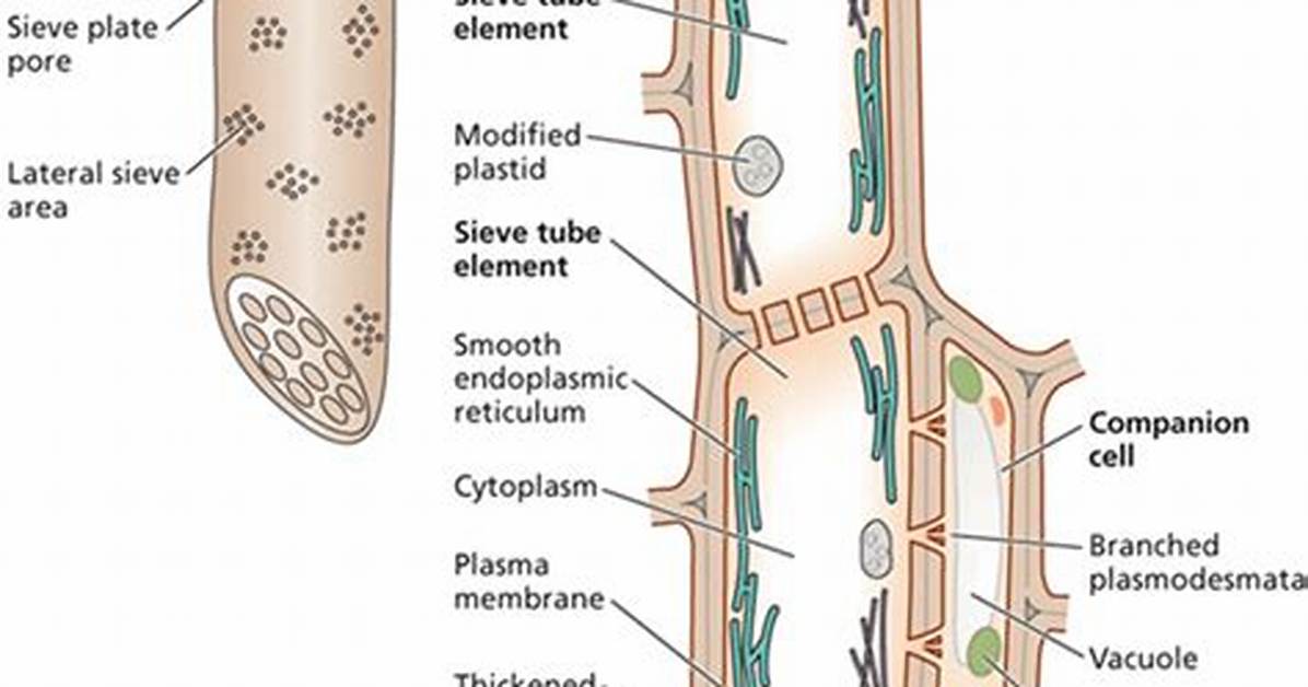 Sieve Tube Elements