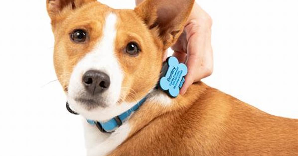 Silidogs