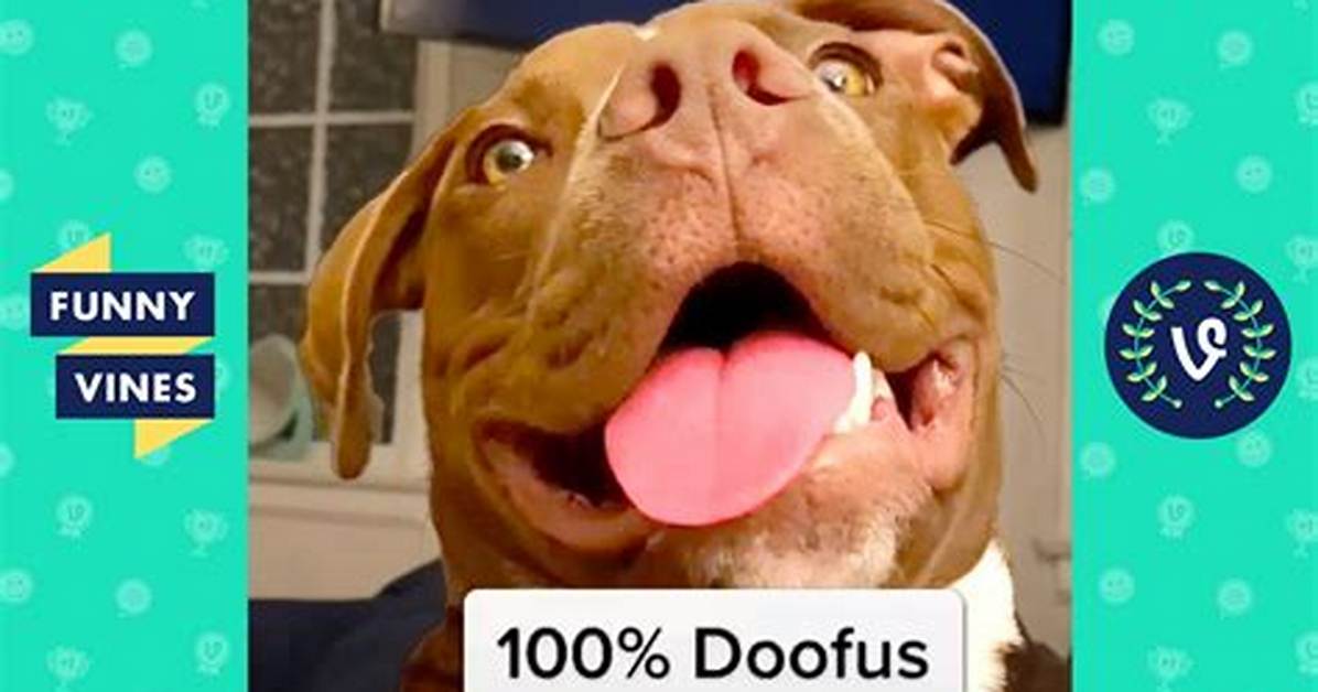 Silly Doofus
