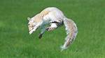 Silly Squirrels: "Flipping, Zipping, Rolling, and Going Nuts for No Good Reason"