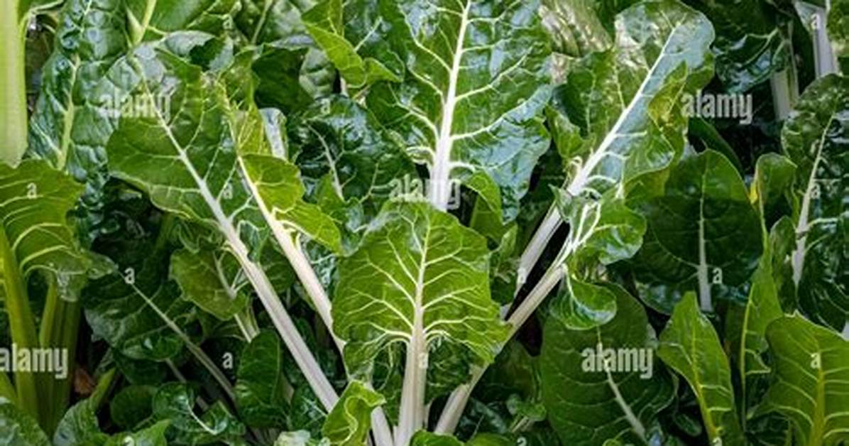 Silver Beet