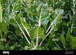 Silver Beet