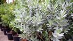 Silver Button Plant