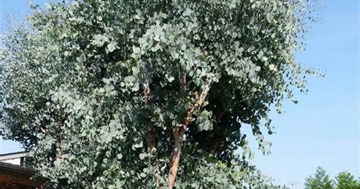 Silver Dollar Eucalyptus Tree