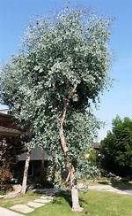 Silver Dollar Eucalyptus Tree