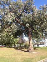Silver Dollar Tree