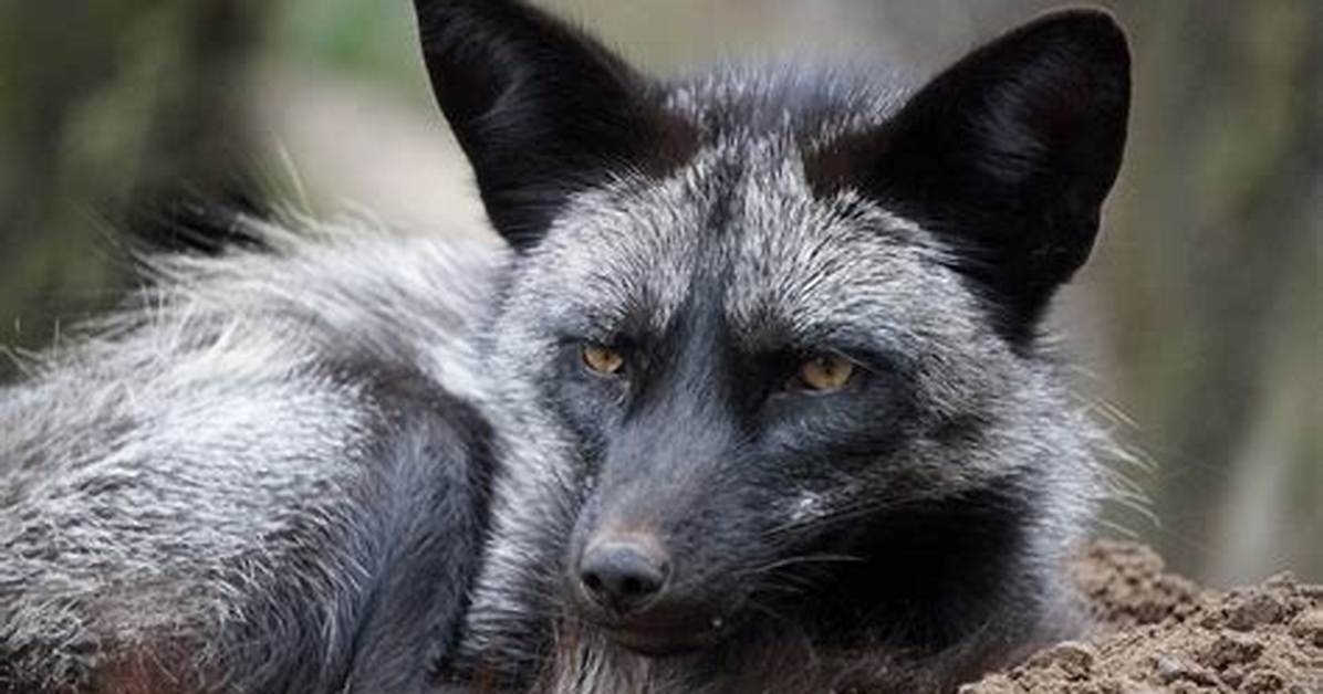 Silver Fox