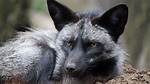 Silver Fox