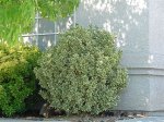 Silver King Euonymus
