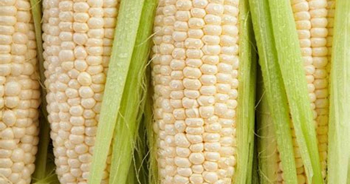 Silver Queen Corn