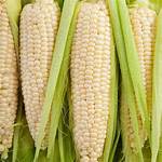 Silver Queen Corn