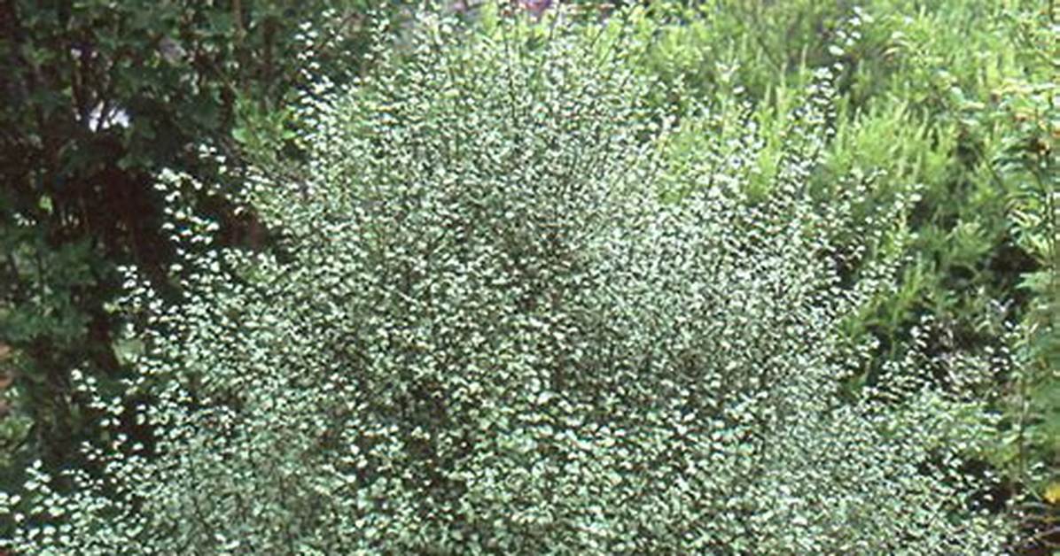 Silver Sheen Tree