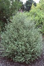 Silver Sheen Tree