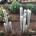 Silver Torch Cactus