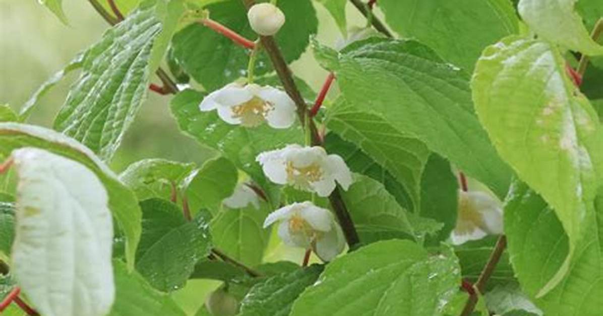 Silver Vine