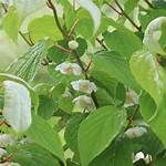 Silver Vine