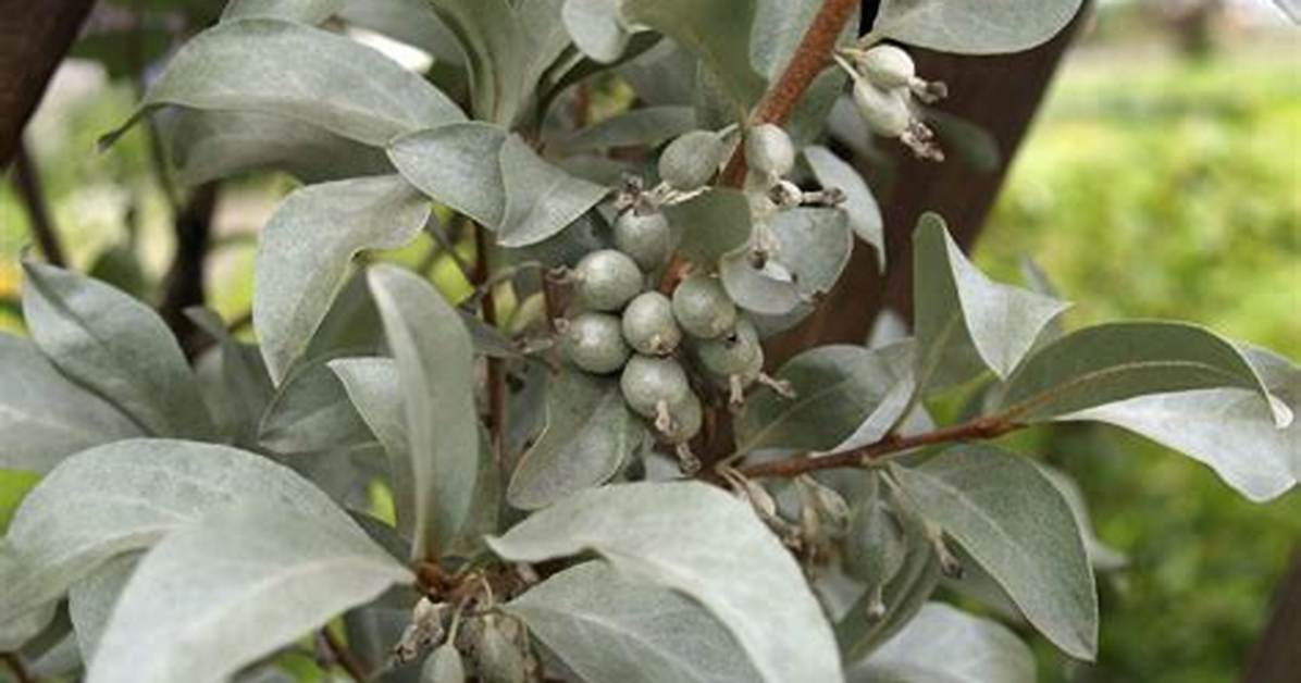 Silverberry