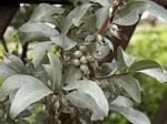 Silverberry