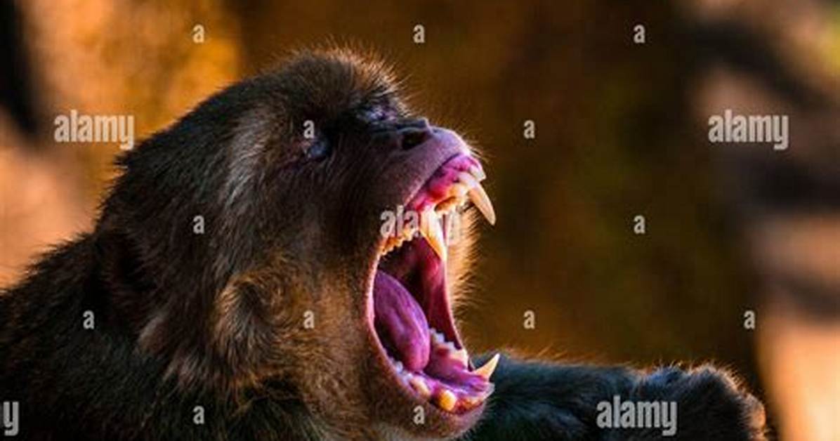 Simian Monkey