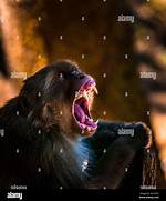 Simian Monkey