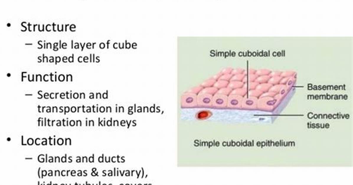 Simple Cuboidal Epithelium Function