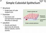Simple Cuboidal Epithelium Function