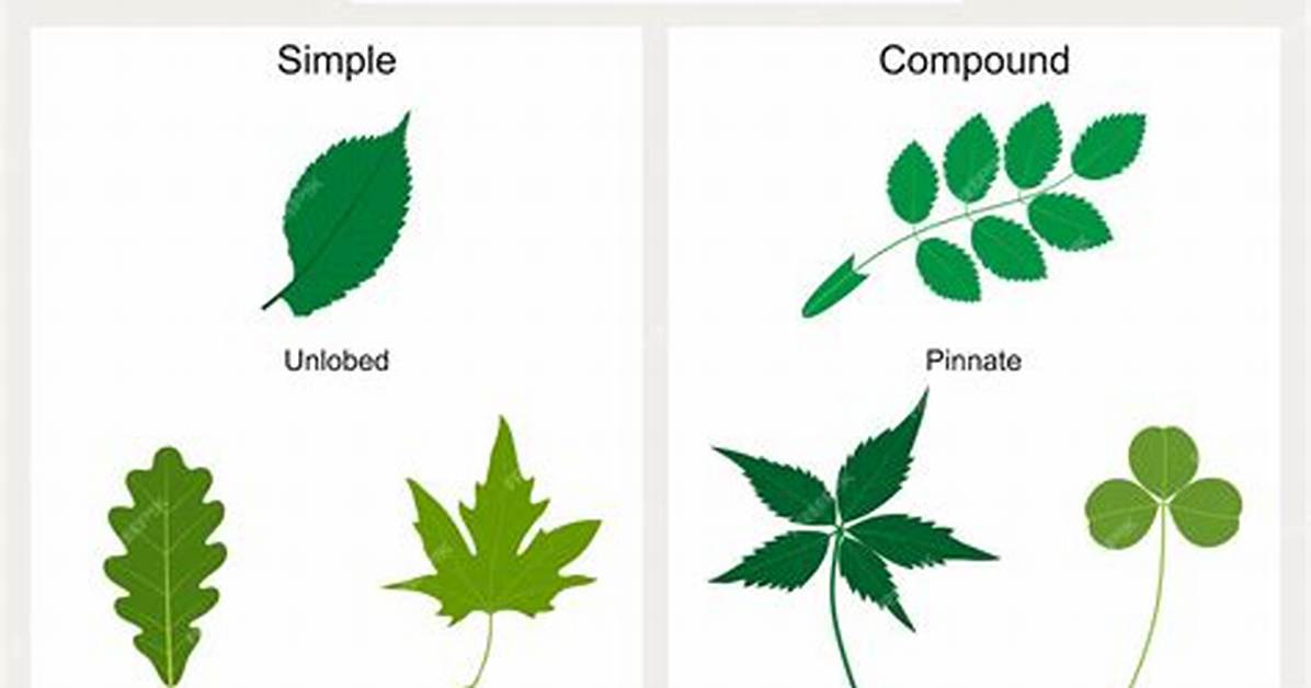 Simple Leaves
