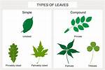 Simple Leaves