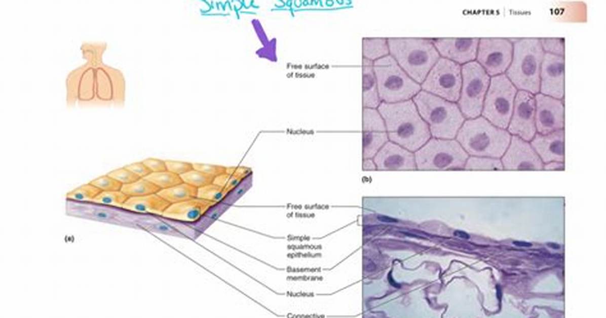 Simple Squamous Epithelial Tissue