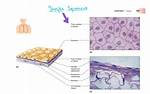 Simple Squamous Epithelial Tissue