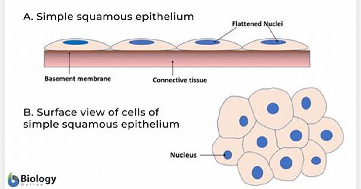 Simple Squamous Epithelium Function
