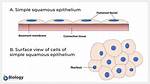 Simple Squamous Epithelium Function