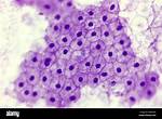 Simple Squamous Epithelium Under Microscope