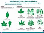 Simple vs Compound Leaves