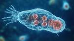 Single-Celled Creature
