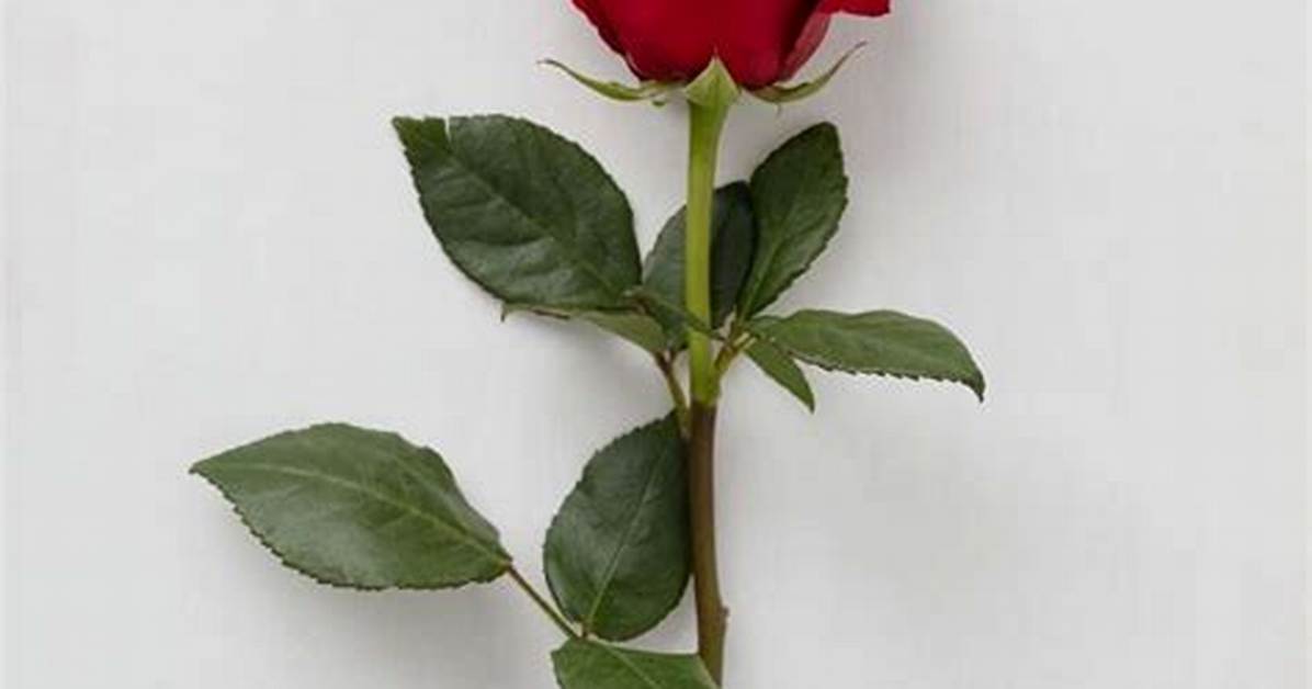 Single Red Rose