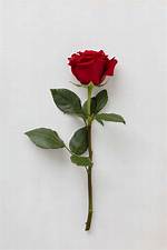 Single Red Rose