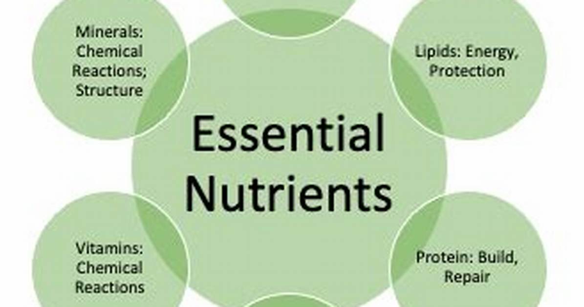 Six Essential Nutrients