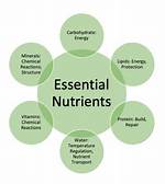 Six Essential Nutrients
