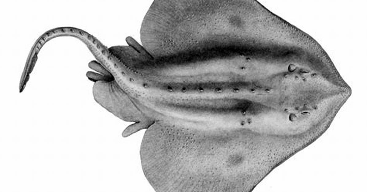 Skate Fish