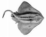 Skate Fish