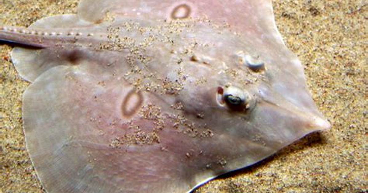 Skates Fish